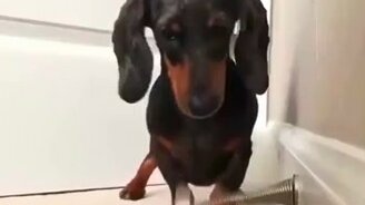 Такса против ограничителя - смотреть видео (0:30)