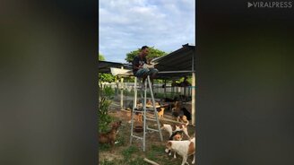 Как поесть в одиночестве среди собак - смотреть видео (0:48)