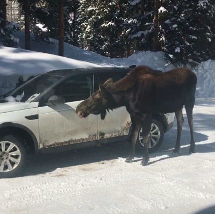 Лось лижет соль фото