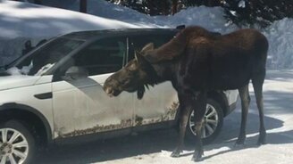 Лось лижет машину - смотреть видео (0:38)