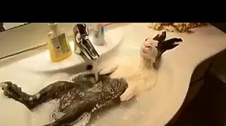 Сборка курьёзного со зверушками - смотреть видео (10:46)