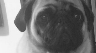 Мопсом быть грустно - смотреть видео (3:00)