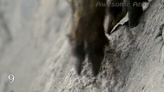 10 существ, обладающий мощной силой - смотреть видео (7:00)