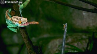 Быстрые рептилии в замедлении - смотреть видео (7:38)