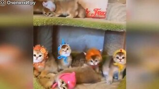 Смешные и милые кошаки - смотреть видео (9:48)