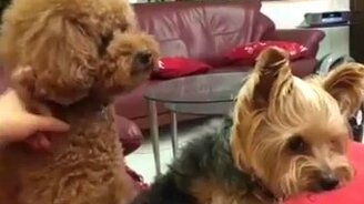 Удели питомцу внимание - смотреть видео (3:07)