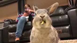 Как ест кролик - смотреть видео (0:11)