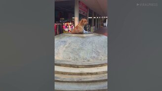 Собака охлаждается в фонтане - смотреть видео (0:18)