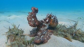 Изменчивый осьминог - смотреть видео (0:47)