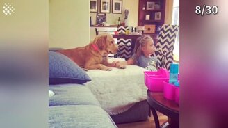 Чудесные собаки и щенки - смотреть видео (10:01)