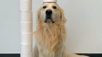 Туалетная бумага подана, сэр! - смотреть видео (0:07)