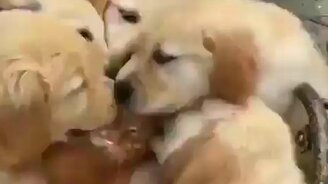 Собаки атакуют кошку - смотреть видео (0:39)