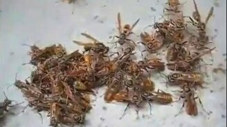 Не для слабонервных - смотреть видео (0:40)