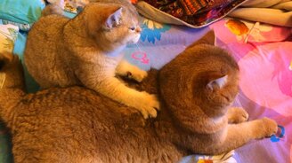 Массаж спины по-кошачьи - смотреть видео (0:33)