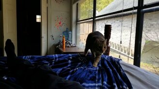 Месть кота с абсолютным слухом - смотреть видео (0:54)