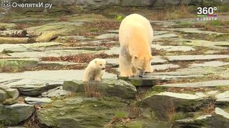 Первая прогулка медвежонка - смотреть видео (1:47)