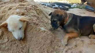 Собака засыпает приятеля - смотреть видео (0:21)