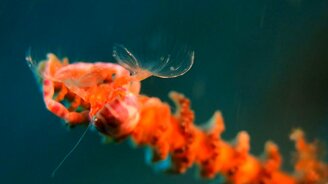 Фарфоровый краб трапезничает - смотреть видео (0:39)