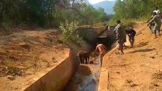 Неблагодарный слонёнок - смотреть видео (3:16)