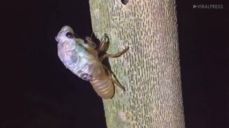 Цикада меняет "шубку" - смотреть видео (0:22)