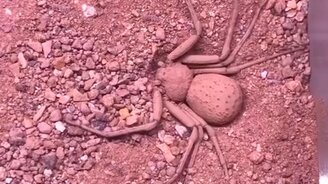 Паук закапывается - смотреть видео (0:19)