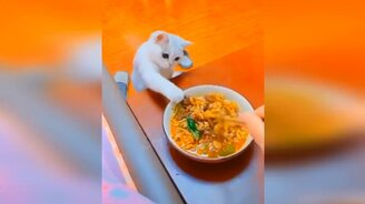 Кошки, коты и котята в приколах - смотреть видео (10:51)