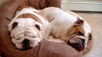 Два диванных пса - смотреть видео (0:45)