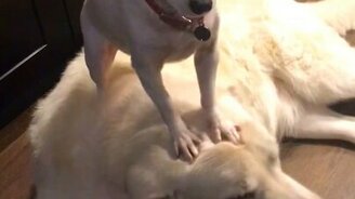 Покоряй и властвуй! - смотреть видео (0:12)