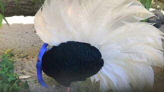 Какой экзотический фазан - смотреть видео (0:42)