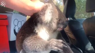 Коала забралась в машину - смотреть видео (2:42)