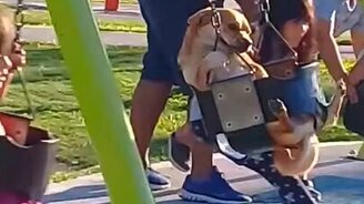 Собака сидит на качелях - смотреть видео (0:26)