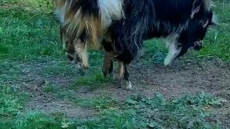 Он знает, как ему удобно - смотреть видео (0:15)