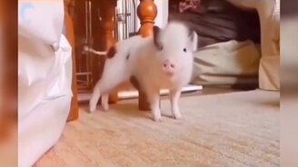 Животные, над которым невозможно не смеяться - смотреть видео (7:45)