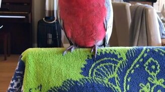 Рукастый попугайчик - смотреть видео (0:19)