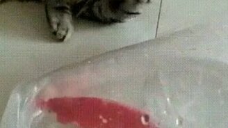 Видит око, да зуб неймёт - смотреть видео (0:14)