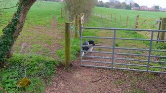 Собака с палкой против ограды - смотреть видео (1:16)