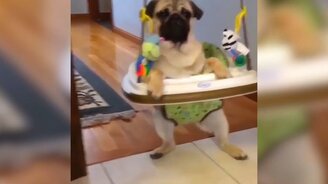 Увлекательное видео с питомцами - смотреть видео (3:41)