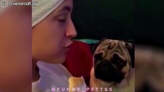 Приятные приколы с животными - смотреть видео (3:06)