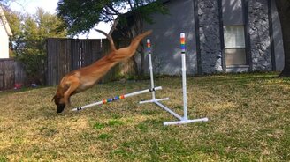 Собачий провал в замедлении - смотреть видео (0:09)