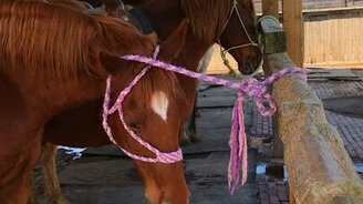 Сообразительная лошадка - смотреть видео (0:35)