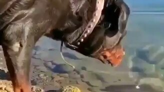 Ротвейлер-рыболов - смотреть видео (0:24)