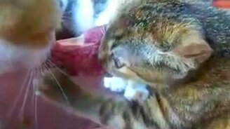 Схватка за мясо - смотреть видео (4:11)