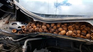 "Хонда" как особняк для крысы - смотреть видео (3:36)