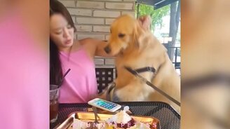 Забавные приколы с разными животными - смотреть видео (5:00)