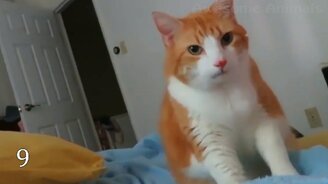 10 повадок ваших кошек: что делать? - смотреть видео (7:25)