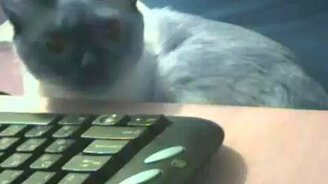 Кошка-инопланетянка - смотреть видео (0:44)