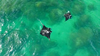 Рифовые манты танцуют - смотреть видео (1:47)