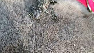 Ящерица оседлала пса - смотреть видео (0:16)