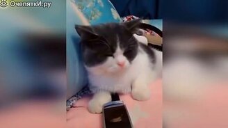 Смешные котики и кошечки - смотреть видео (10:00)