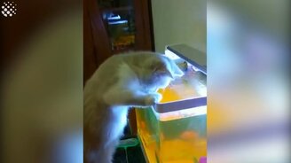 Кошки против рыб - смотреть видео (3:10)